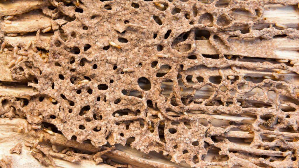 Kansas City Termite Inspection Services 