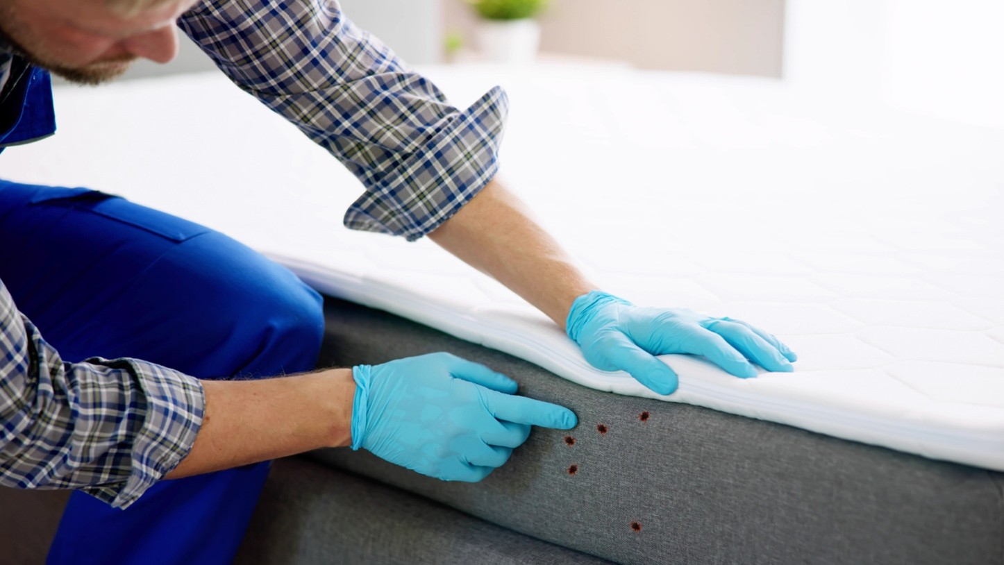 Bed Bug Exterminator in Kansas City