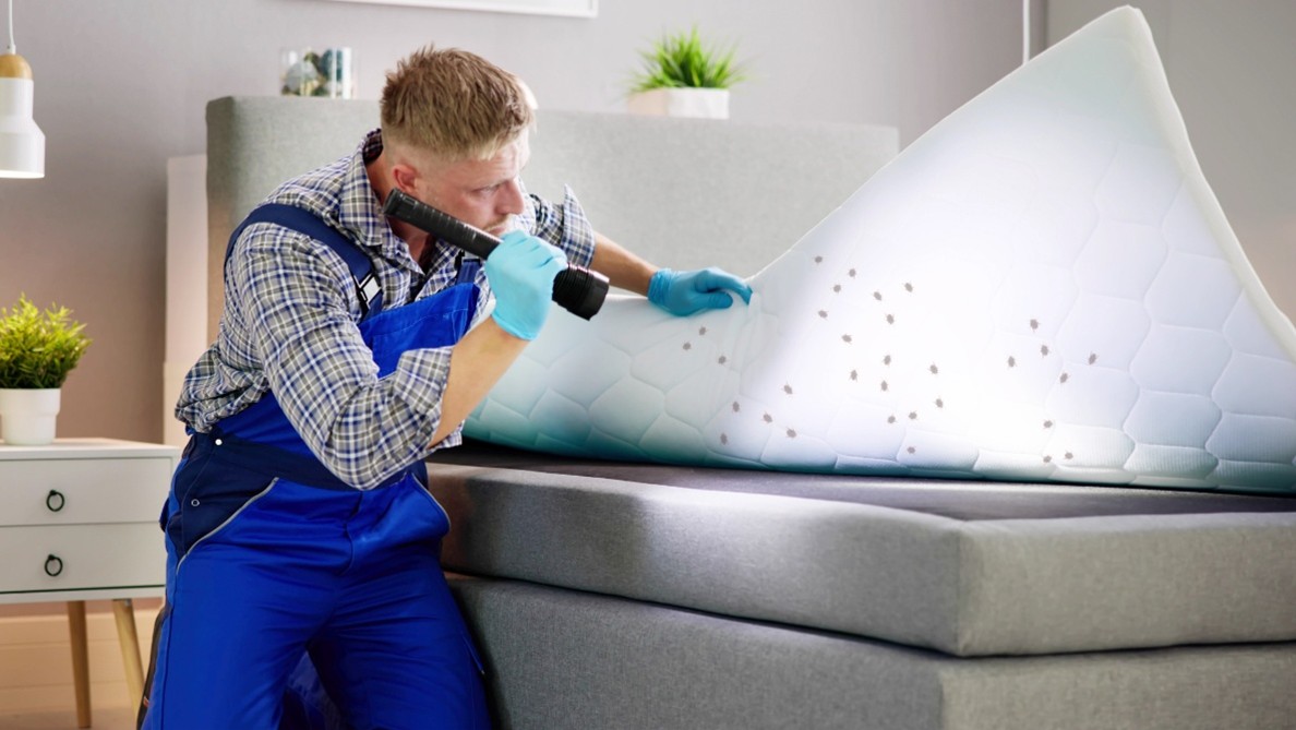 Bug Control in Kansas City