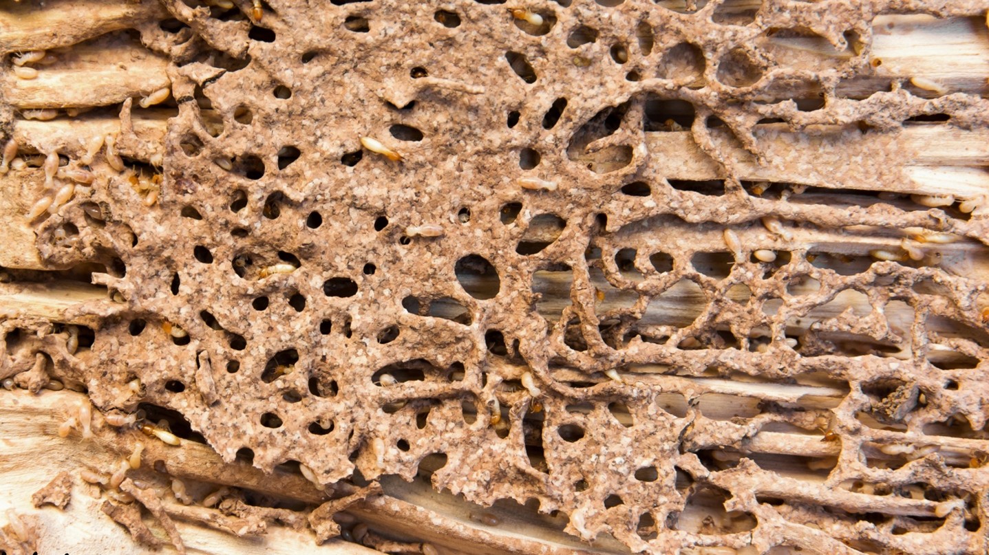 Termite Control in Kansas City