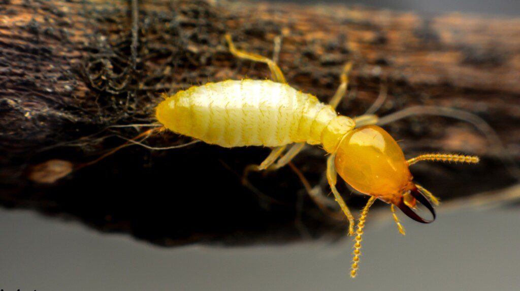 Termite Control in Kansas City