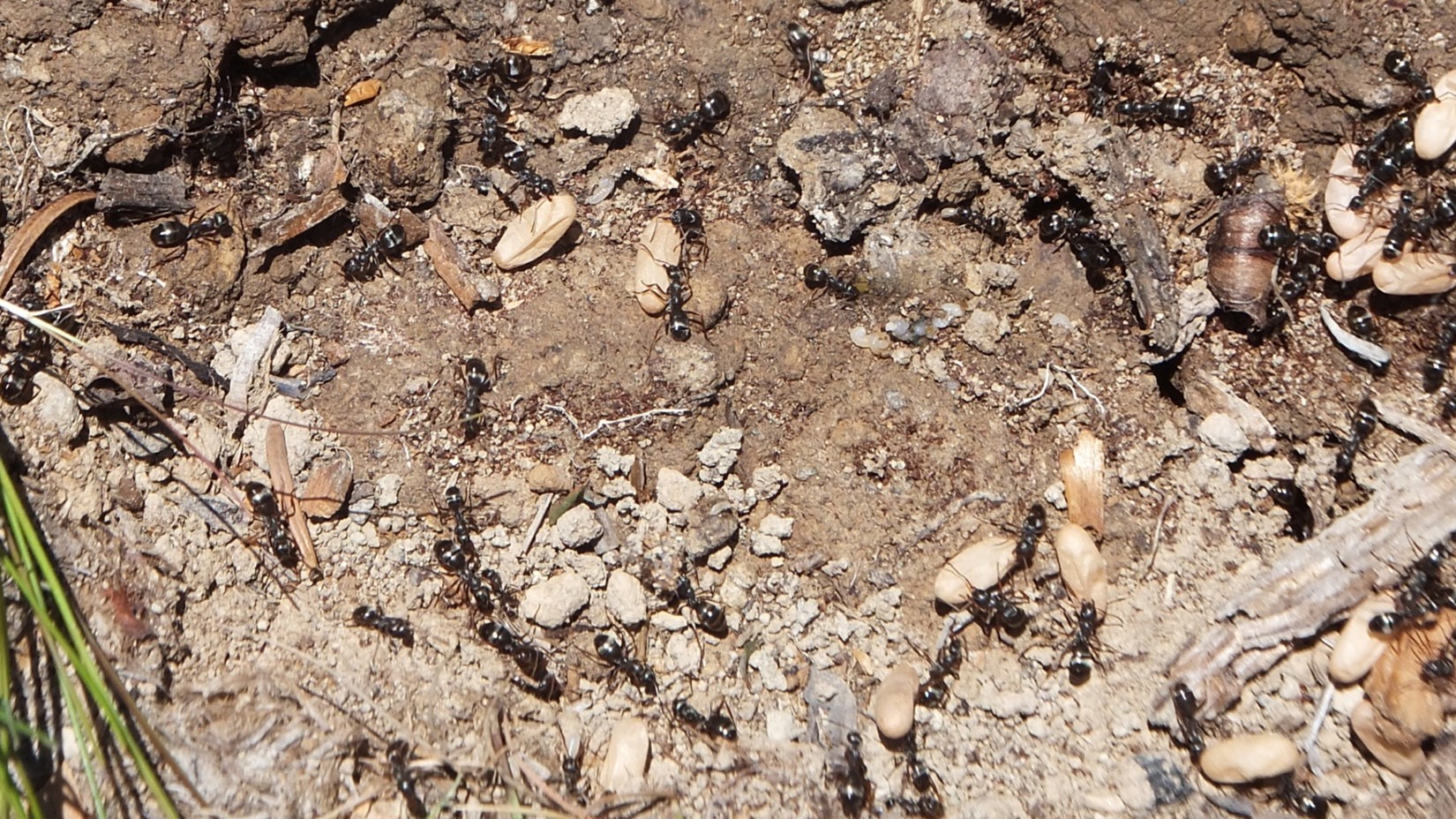 termite inspection in Kansas City