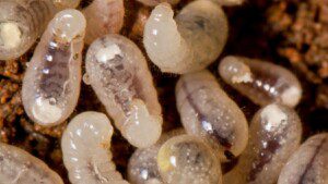 termite inspection in Kansas City 