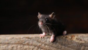 exterminator in Kansas City