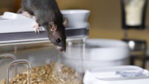 exterminator in Kansas City 