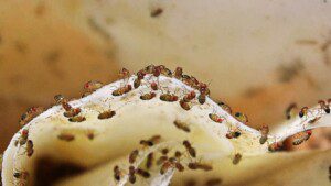 pest control in Kansas City