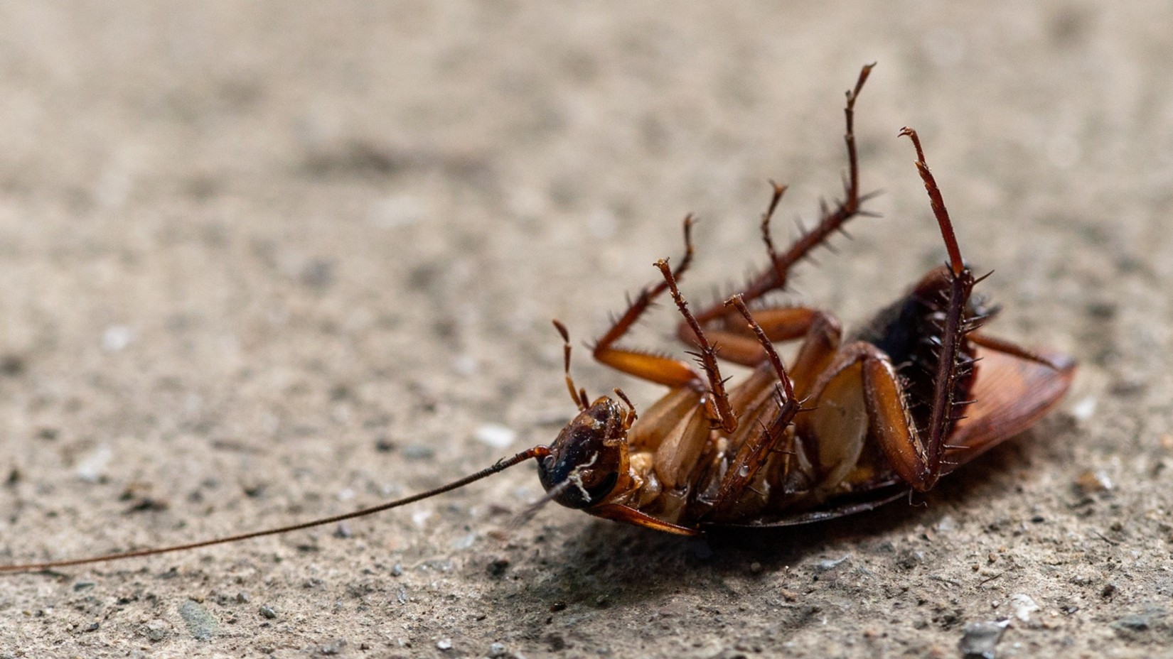 residential pest control in Kansas City