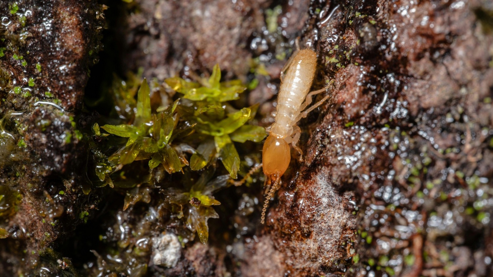 termite extermination company in Kansas City