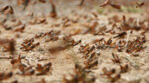 termite extermination company in Kansas City