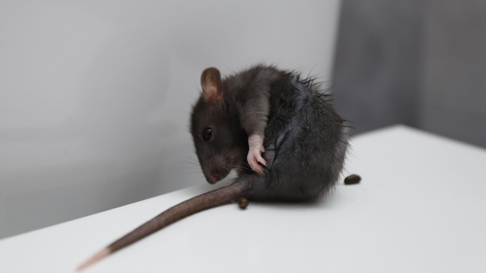 rodent control in Kansas City