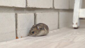 rodent control in Kansas City