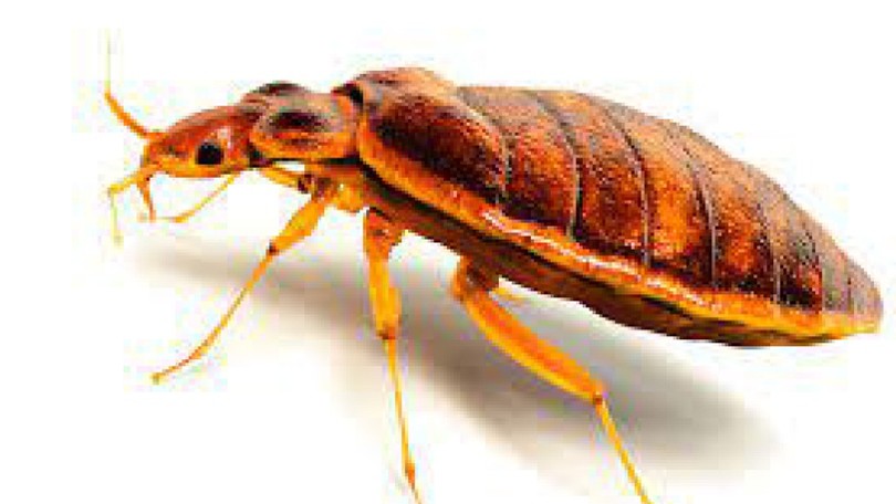 pest control services in Kansas City