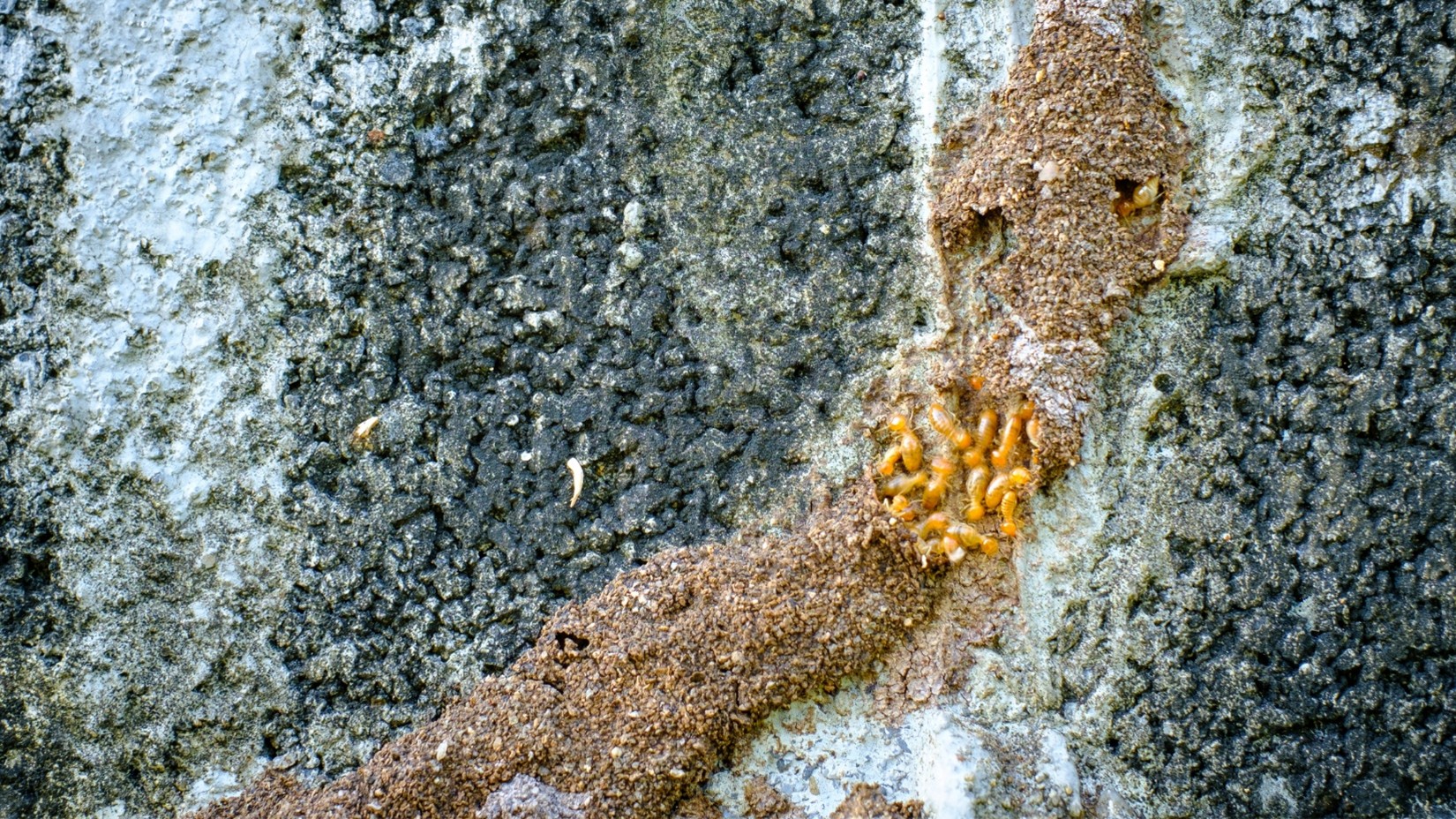termite control in Kansas City