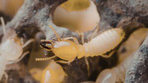 termite control in Kansas City