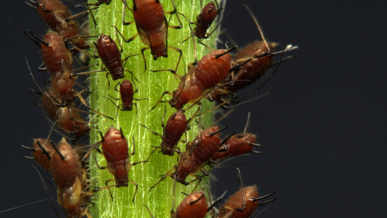 pest control in Kansas City