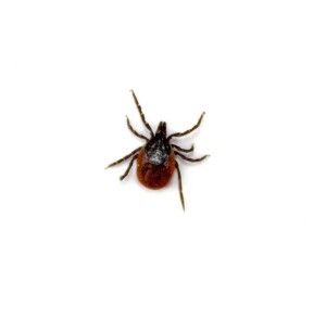 Tick Removal