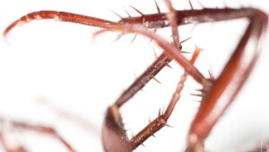 Pest Services in Kansas City