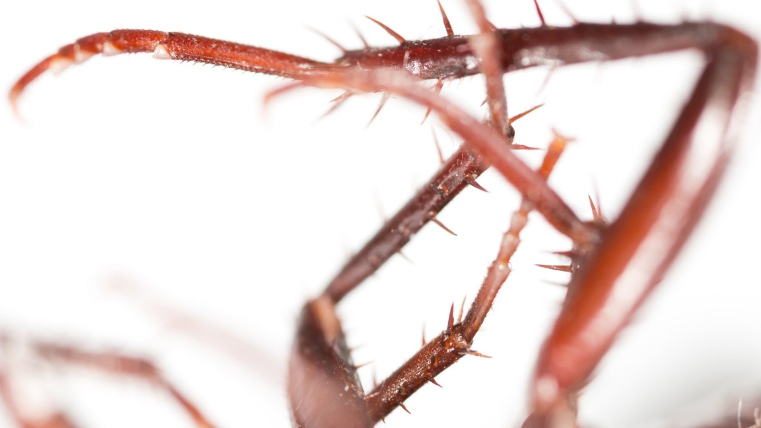 Pest Services in Kansas City