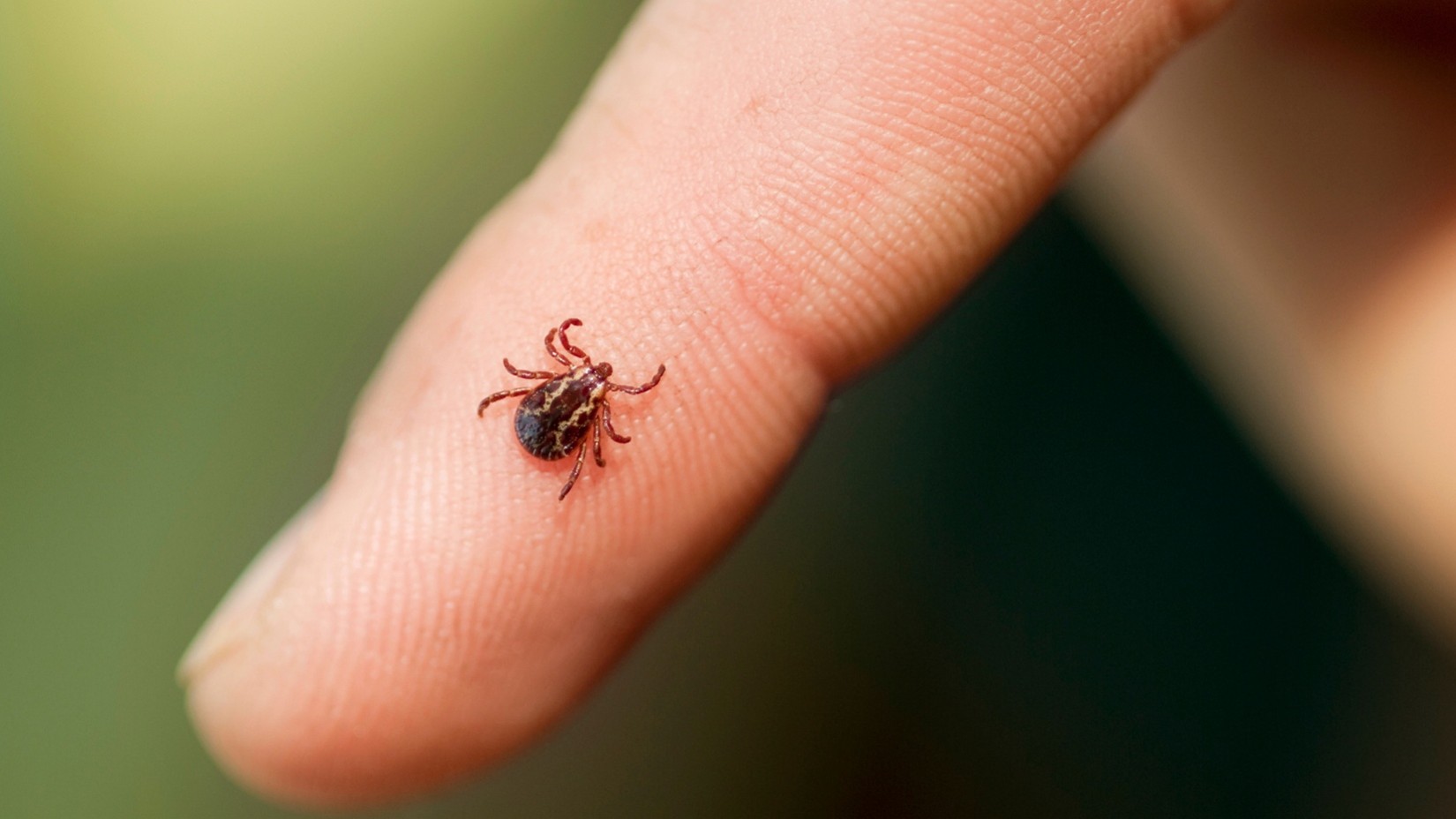 Tick Control in Kansas City