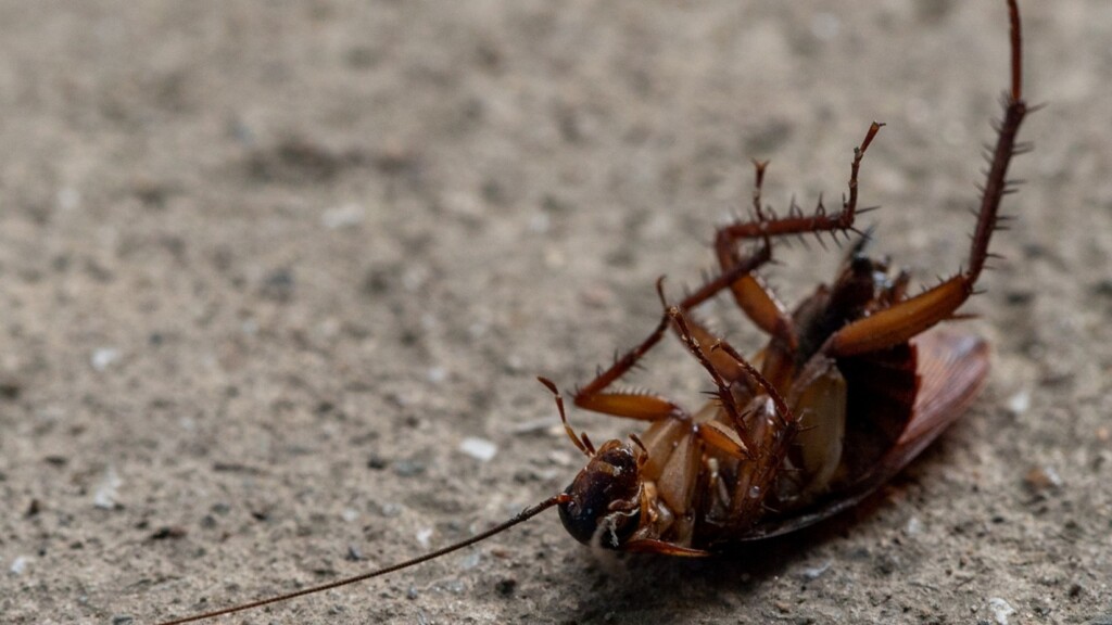Commercial Pest Control Company