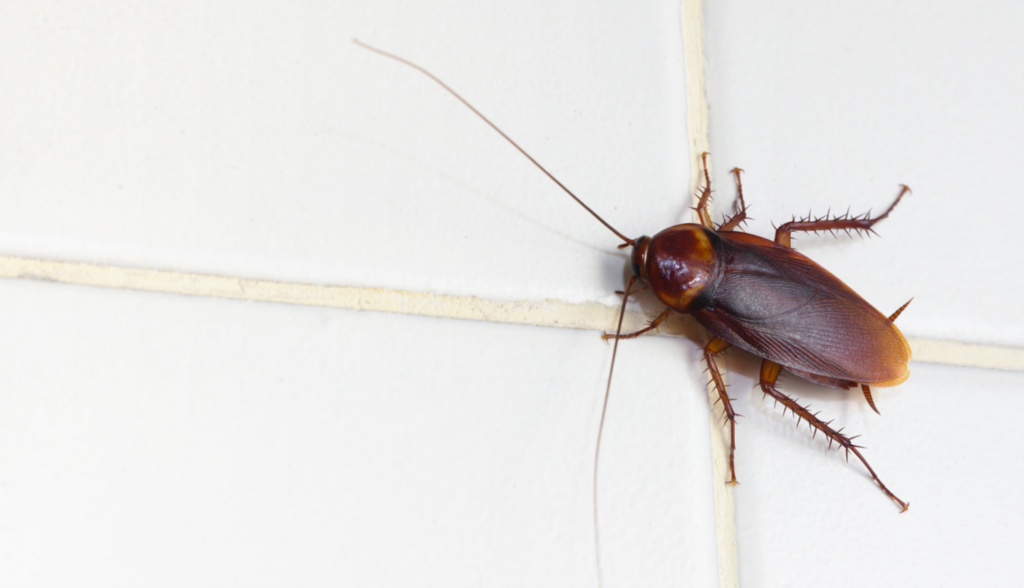 Pest Services in Kansas City