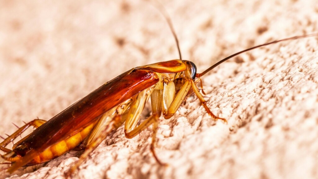 Commercial Pest Control Company