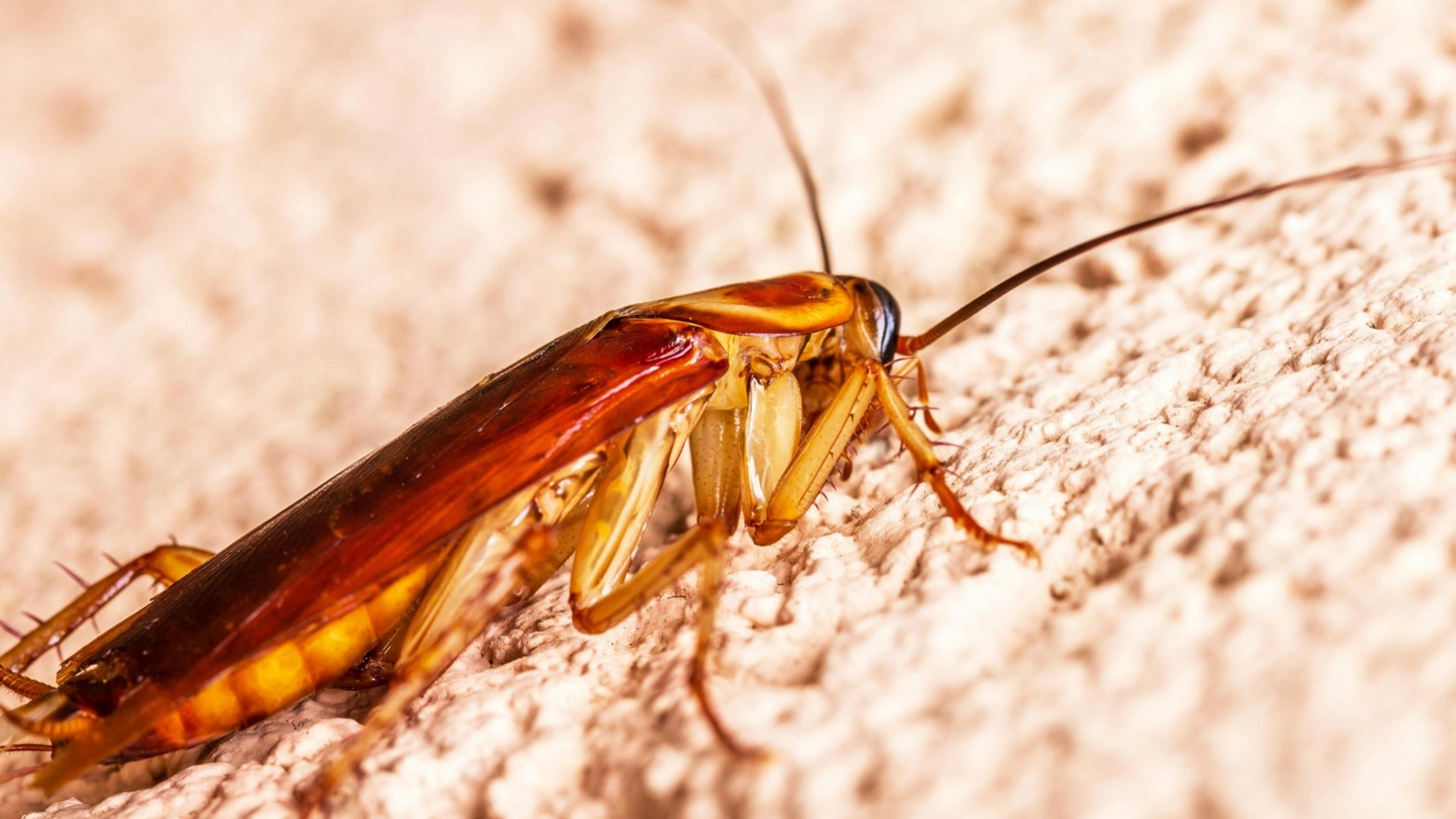 Commercial Pest Control Company