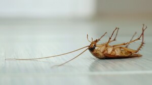 Pest Services in Kansas City