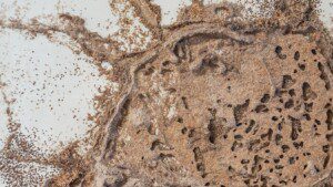 termite inspection in Kansas City