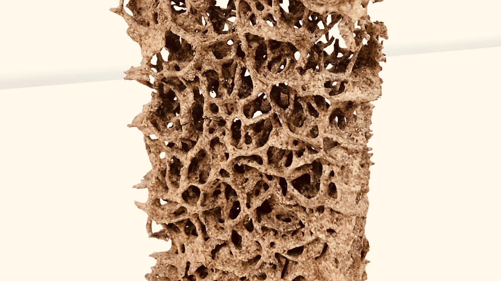 termite inspection in Kansas City
