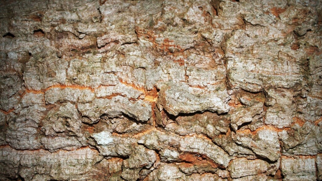 Termite Control in Kansas City