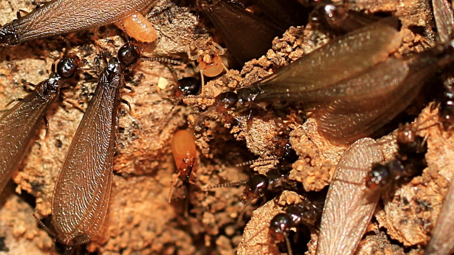 Termite Control in Kansas City