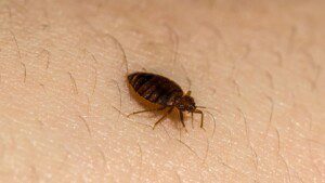 bug control in Kansas City