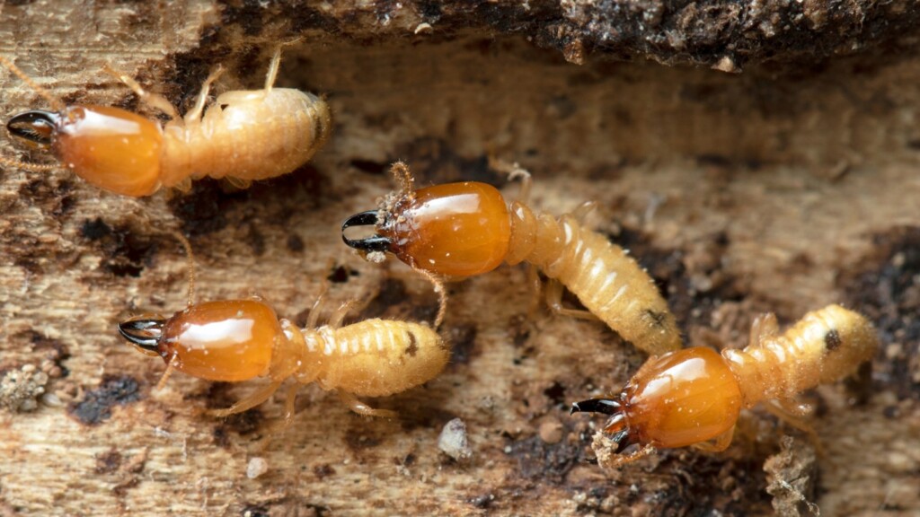 Termite Control in Kansas City