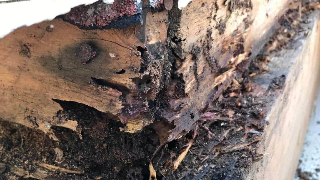 Termite Control in Kansas City