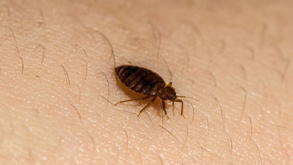 Tick Control in Kansas City