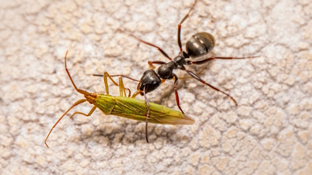 Pest Services in Kansas City