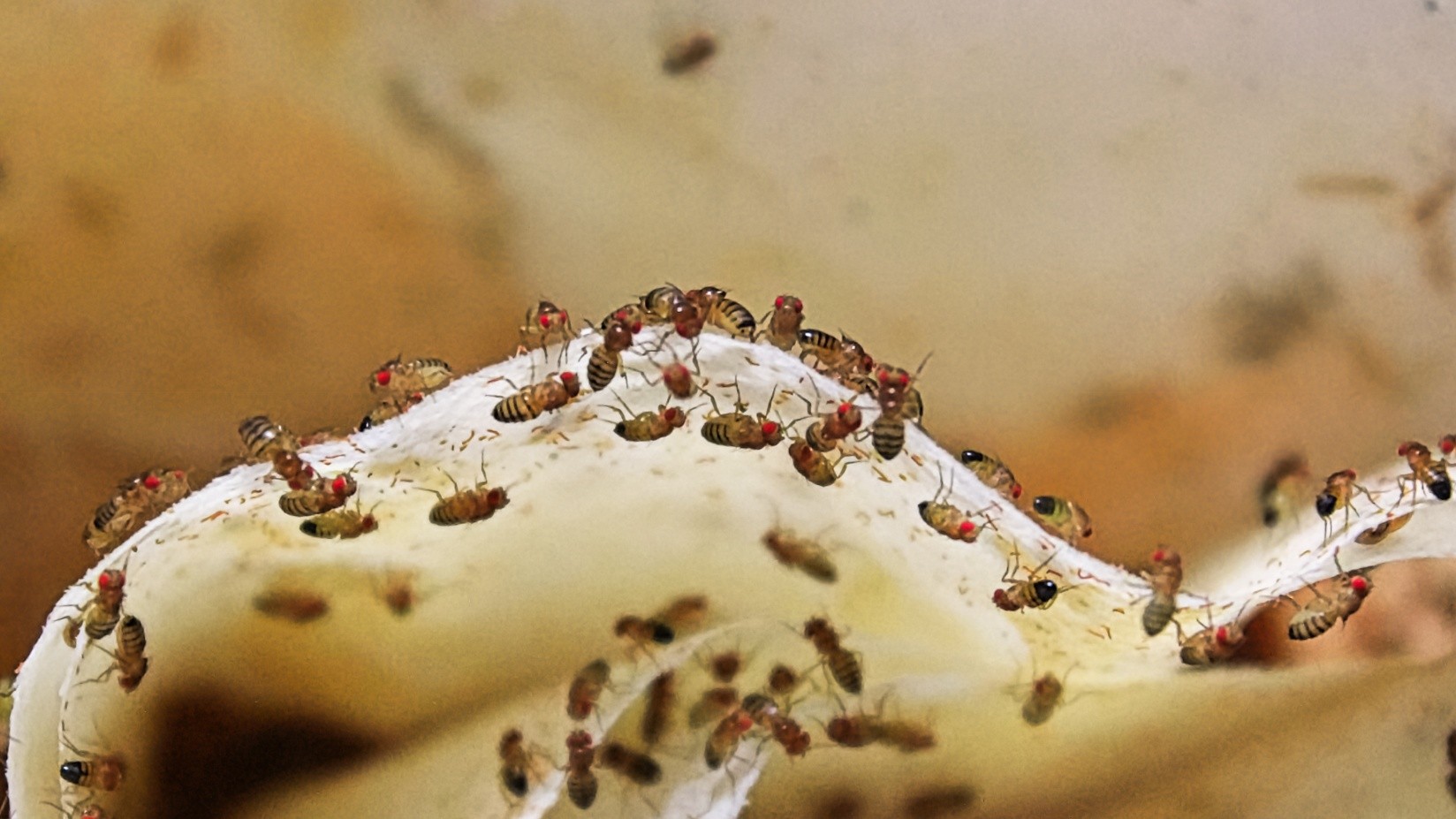 Pest Services in Kansas City