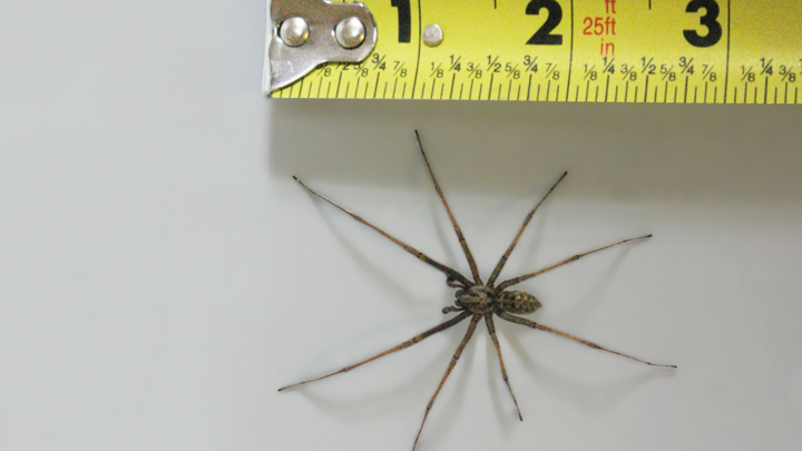 Pest Services in Kansas City