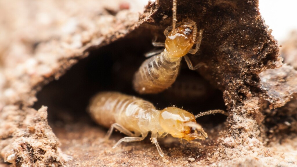 Termite Control in Kansas City