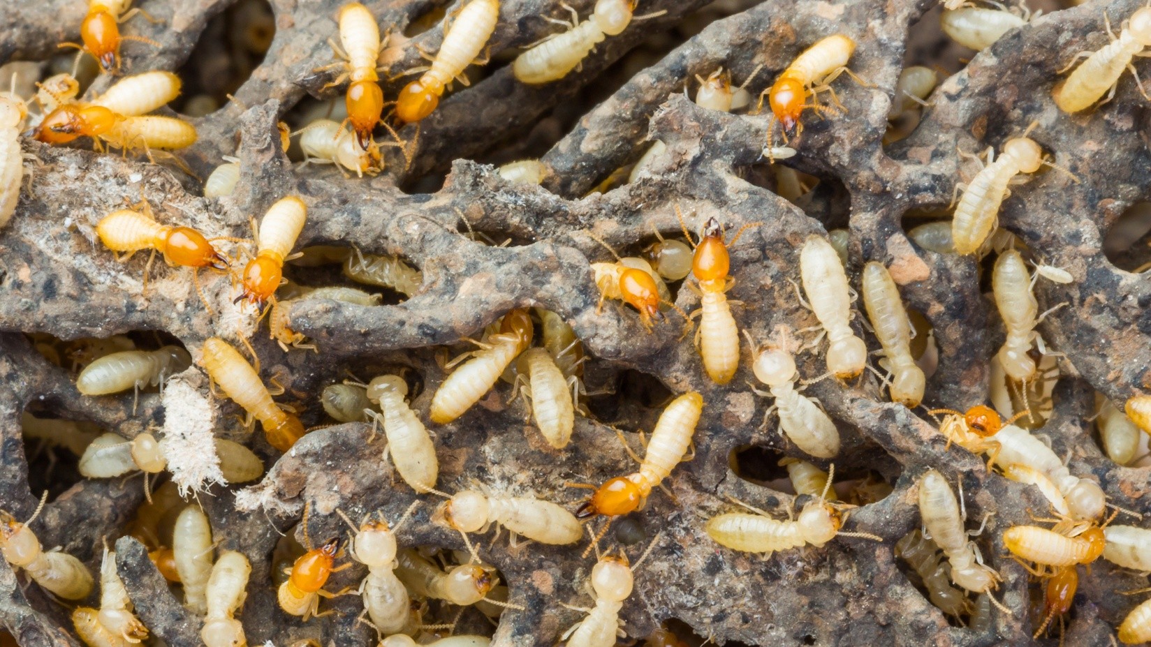 Termite Control in Kansas City