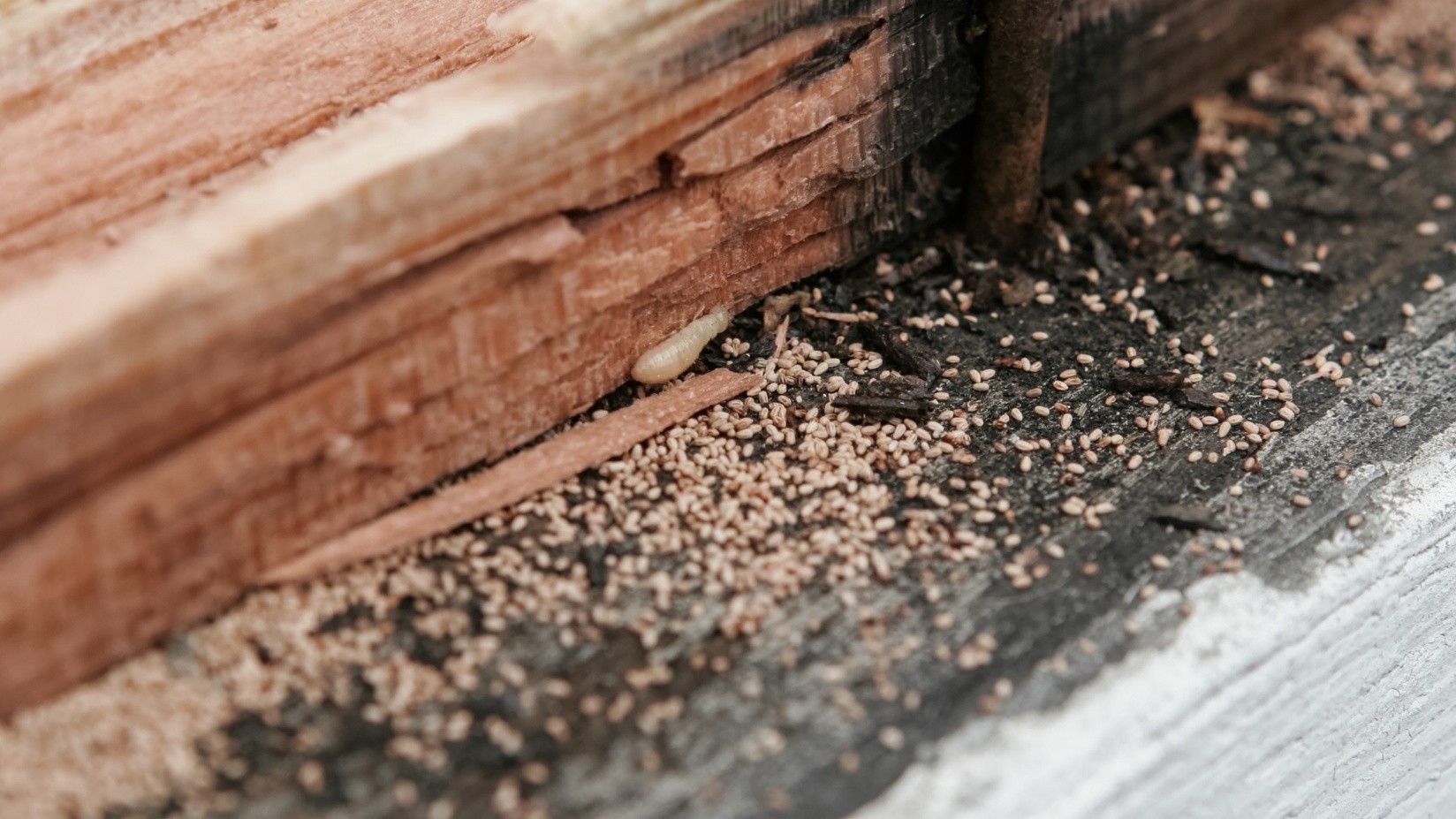 Termite Control in Kansas City